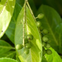 Cherry Laurel